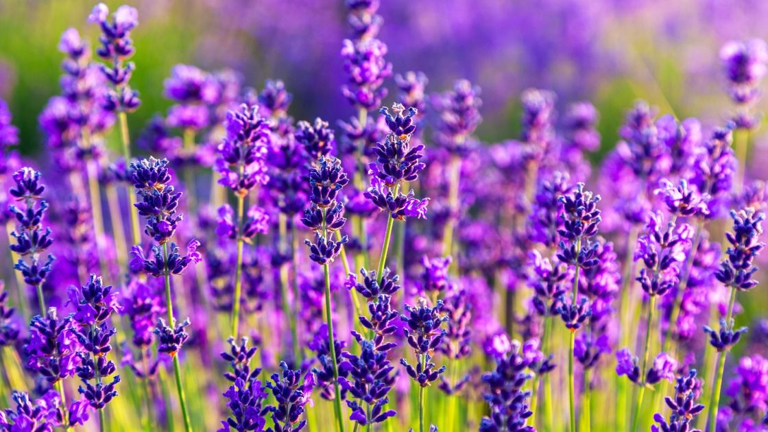  These 7 Plants May Not Survive a Super El Niño Winter – Protect Them Before the Cold and Wet Arrive 