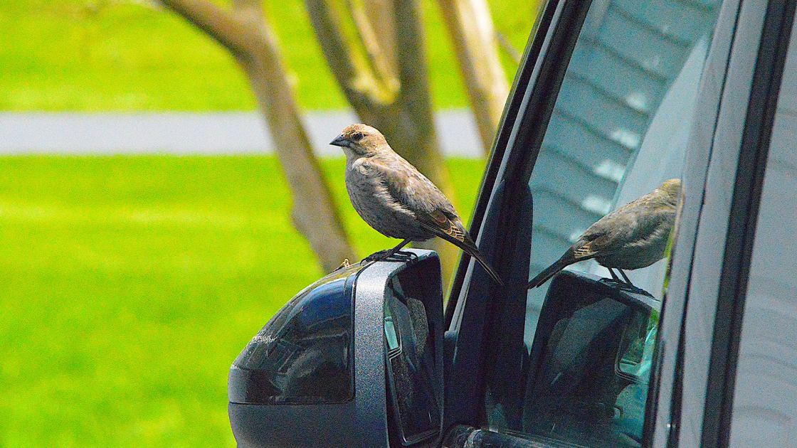 How to Stop Birds Pooping on Your Car – 5 Safe Ways to Keep Them Away From Your Driveway 