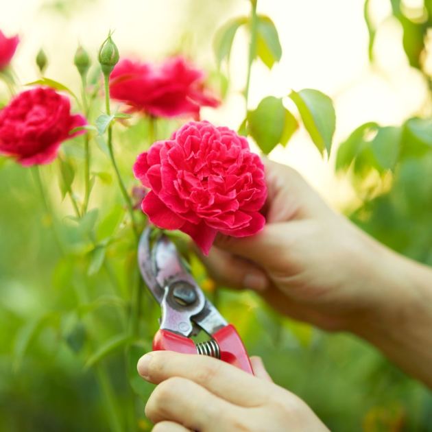  Cut Back These 5 Flowers in July to Keep Gorgeous Blooms Coming Through Summer and Into Fall 