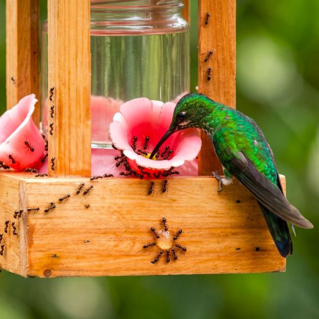  Ants on Your Hummingbird Feeder? 5 Easy, Natural Solutions to Try 