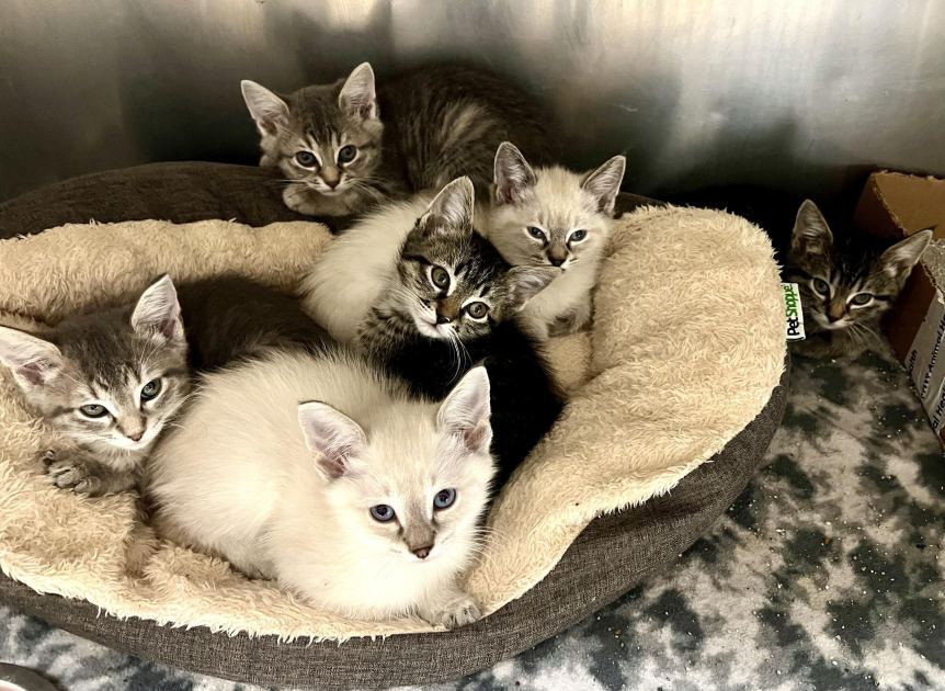 ‘Cattoo Challenge’ Promotes Spay/Neuter In A Permanent Way