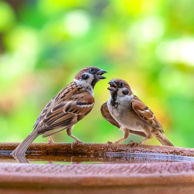  The Puddle Bird Bath Your Backyard Needs to Attract the Birds You Are Missing This Summer 