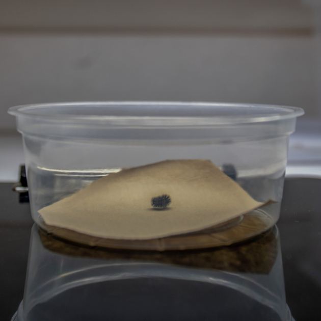 A Very Lonely Caterpillar, Possibly the Last of Its Kind, Has Died