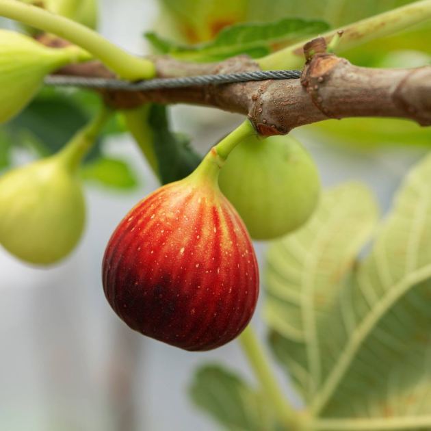  What to Do With Fig Trees Before April Ends – 3 Spring Tasks You Need to Do Now for Healthy Trees and Tasty Harvests This Summer 
