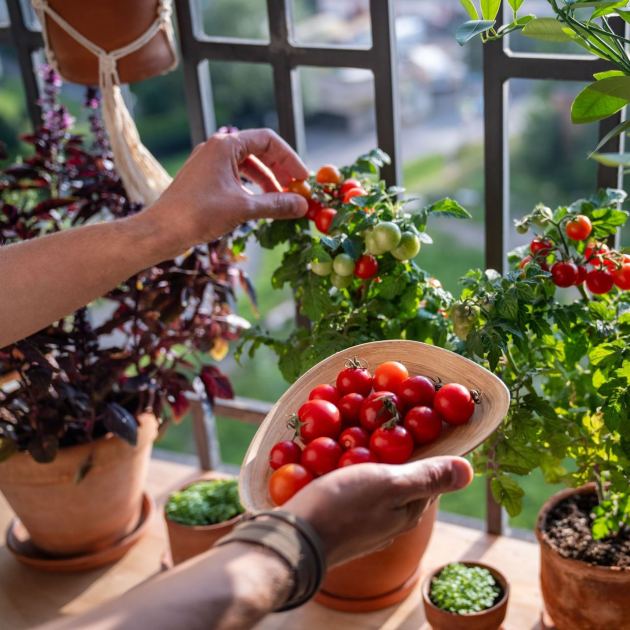  Why This April Date Is the Goldilocks Zone for Starting Tomato Seeds – and It's Coming Up Soon 