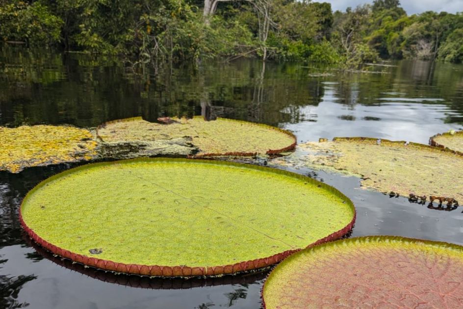Number of known species of giant waterlilies almost doubles
