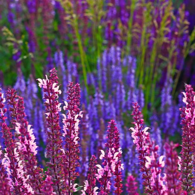  This Fragrant Perennial Is Quietly Replacing Lavender – It’s Hardier, Blooms Longer, and Pollinators Love It 