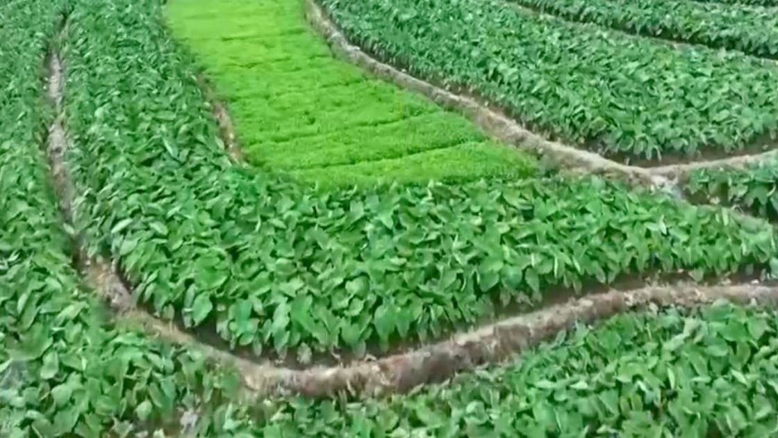 Food security: can drones and BeiDou put an end to ‘paper farming’ in China?