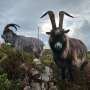 From the Late Bronze Age to today, the old Irish goat carries 3,000 years of Irish history