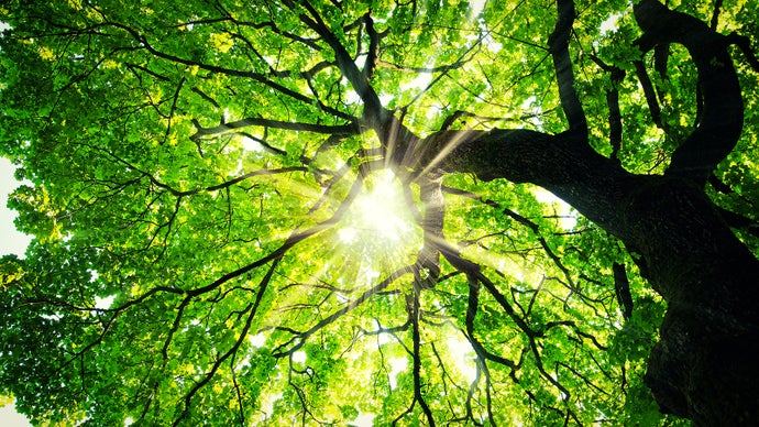 What we've been playing - "I started with maple trees behind the bank"