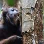 Orangutans eat medicinal plants in patterns that suggest self-medication
