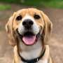 How dogs evolved differently across the globe to match human traits