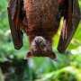 Mother bats' hearts beat faster at the sound of their own babies' cries