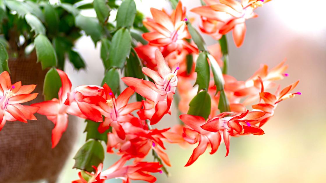  What Your Thanksgiving Cactus Needs in October – 5 Easy Steps for Gorgeous Flowers that Last for Longer 