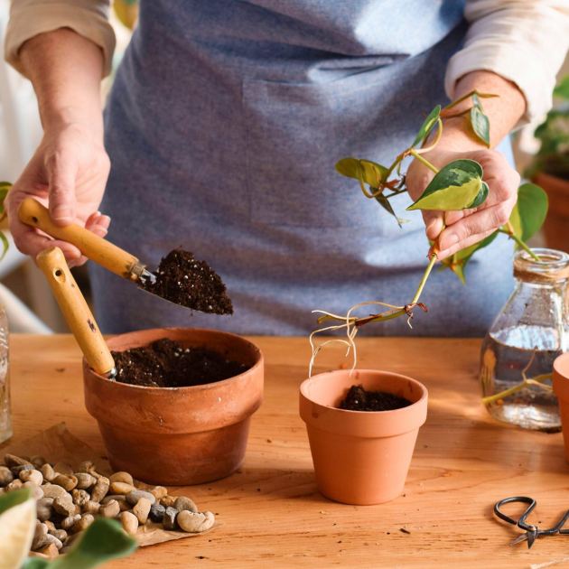  Taking Cuttings From a Plant You Bought Could Land You in Legal Trouble – A Lawyer Explains 