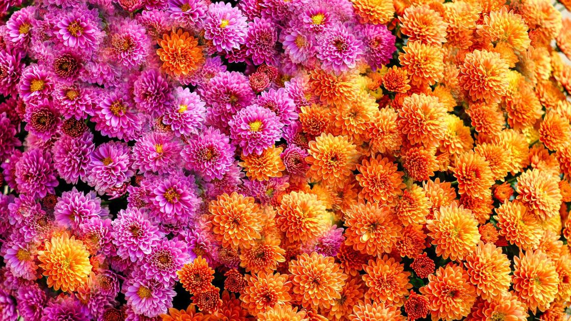  What Your Mums Need in October – 5 Secrets to Better Blooms This Fall and Next Year 