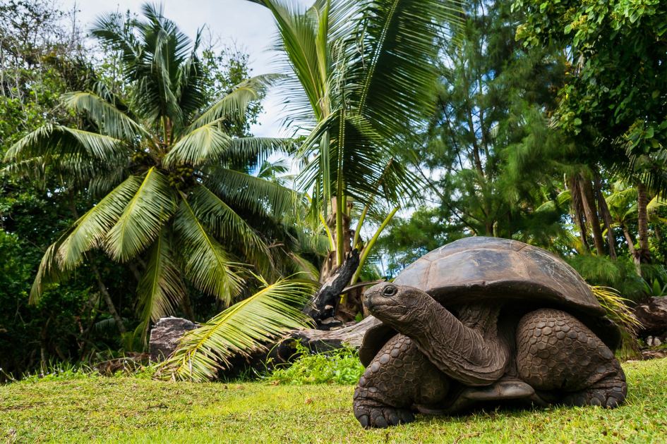 Forget the beaches, the real magic of the Seychelles is hidden in its forests