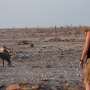 GPS collars reveal secrets of the power struggle between lions and hyenas in the wild