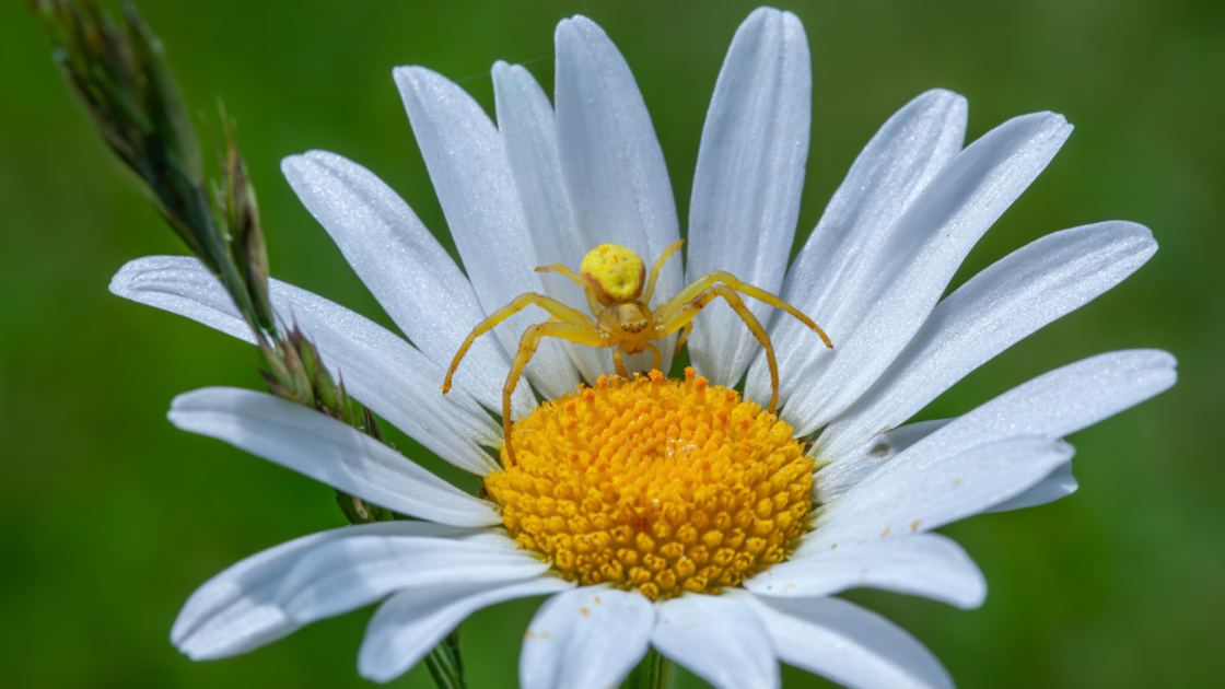  Your Birth Month Spider Says A Lot About You – Find Out Yours And Its Special Meaning Here 
