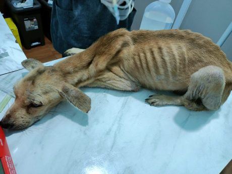 Petition: Two Dogs Found Allegedly Malnourished and Deprived of Water in Kittitas County