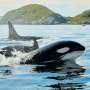 Orcas filmed ramming one of the world's heaviest fish so hard it explodes, possibly for fun