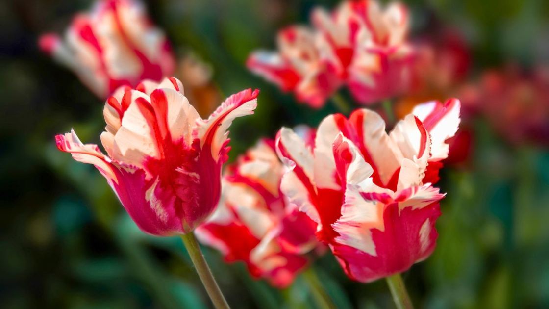  9 Bulbs to Plant in October for Striking Fuss-Free Flowers Come Spring – Even Beginner Gardeners Will Get Great Results 