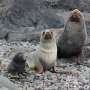 Researchers complete new assessments of vulnerable Southern Ocean species