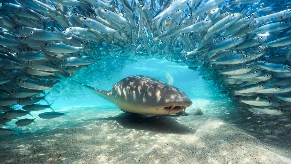  How to watch 'Blue Planet III' online: Stream David Attenborough's spectacular new series 
