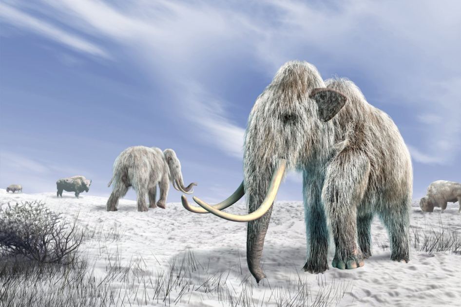 Woolly mammoths butchered by humans were mostly female