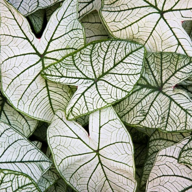  Silver Linings in the Shade – These 6 Reflective Plants Seem to Glow in the Dark and Their Silver Foliage Lasts All Season 