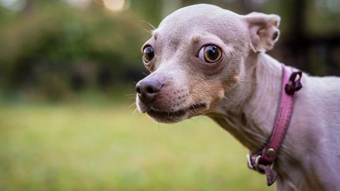 What we've been playing - "Help me, someone, please, I have pets to feed"