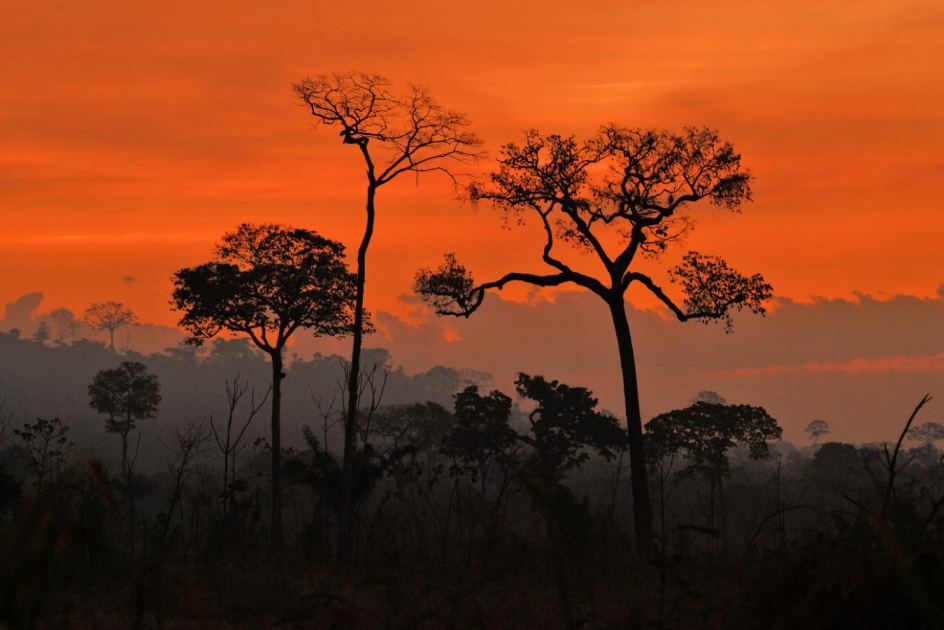 Super El Niño set to cause ‘terribly dangerous’ drought in the Amazon