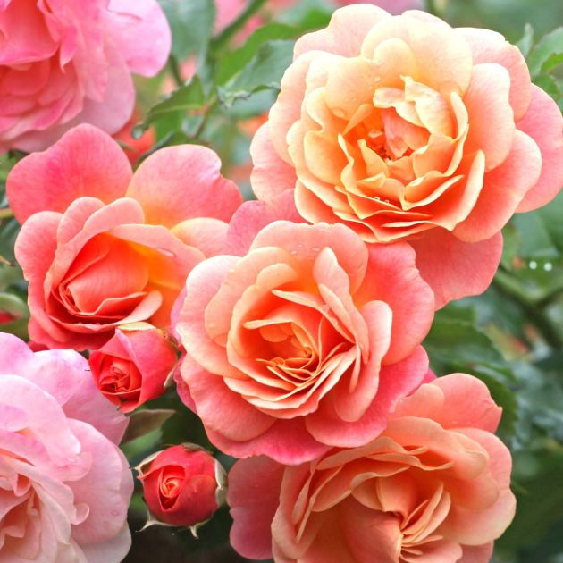  What to Do With Roses in June – 5 Quick Ways to Grow Sensational Summer Blooms that Last for Even Longer 