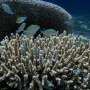 Artificial light is keeping reef fish awake, and the effects may ripple across coral reefs