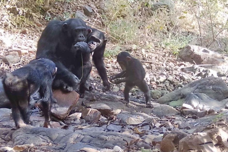 Wild chimpanzees teach youngsters by handing them tools