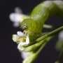 Researchers identify 'dimmer switch' for plants' immune system