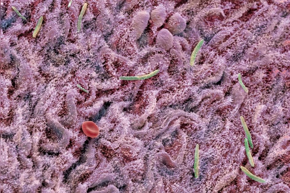 Faecal transplant makes the brains of old mice act young again
