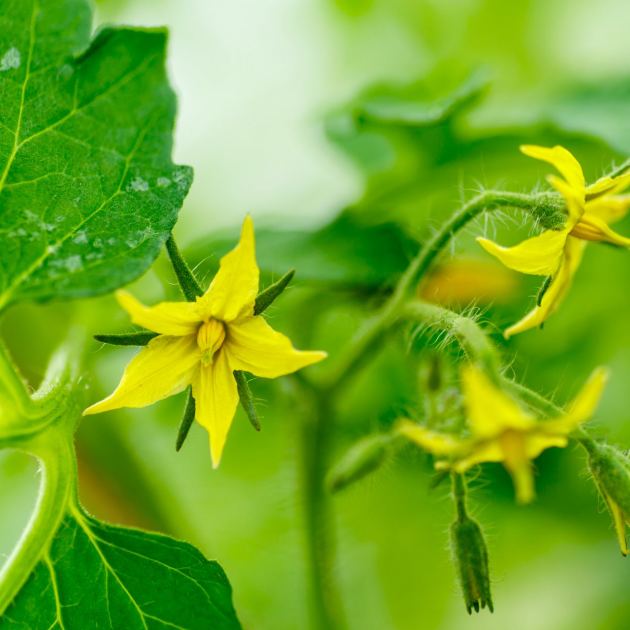  Tomatoes Still Have Flowers, But No Fruit? What to Do Before the Season Runs Out 
