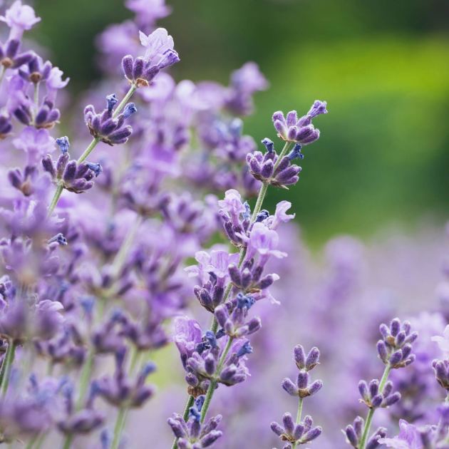  What to Do With Your Lavender in June – 5 Easy Tasks Done Now Will Give You Fabulous Fragrance and Better Blooms 