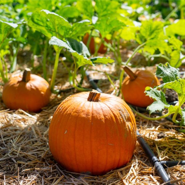  Want Bigger Pumpkins This Fall? Do These 4 Easy Tasks Now to Give Gourds a Huge Boost Before August Ends 