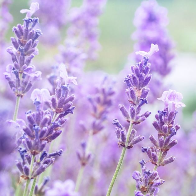  What to Do With Lavender in September – 5 Easy Tasks to Complete Now for More Fragrant Blooms Next Summer 