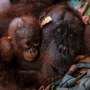 Indonesia rescues second orangutan mother and baby from wildfire