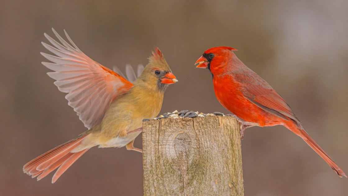  7 Kitchen Scraps You Should Save for Backyard Birds This Fall – Give Them a Helping Hand as Temperatures Drop 