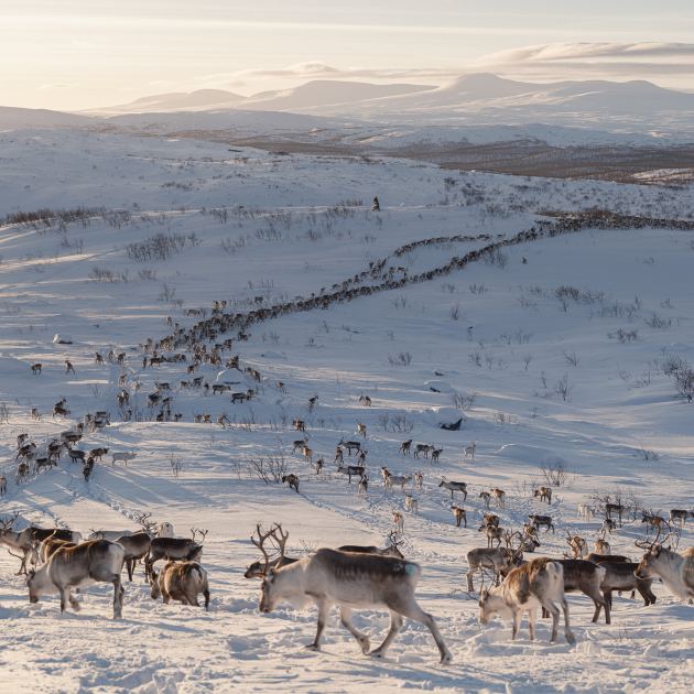 Europe’s Green-Energy Future Has a Reindeer Problem