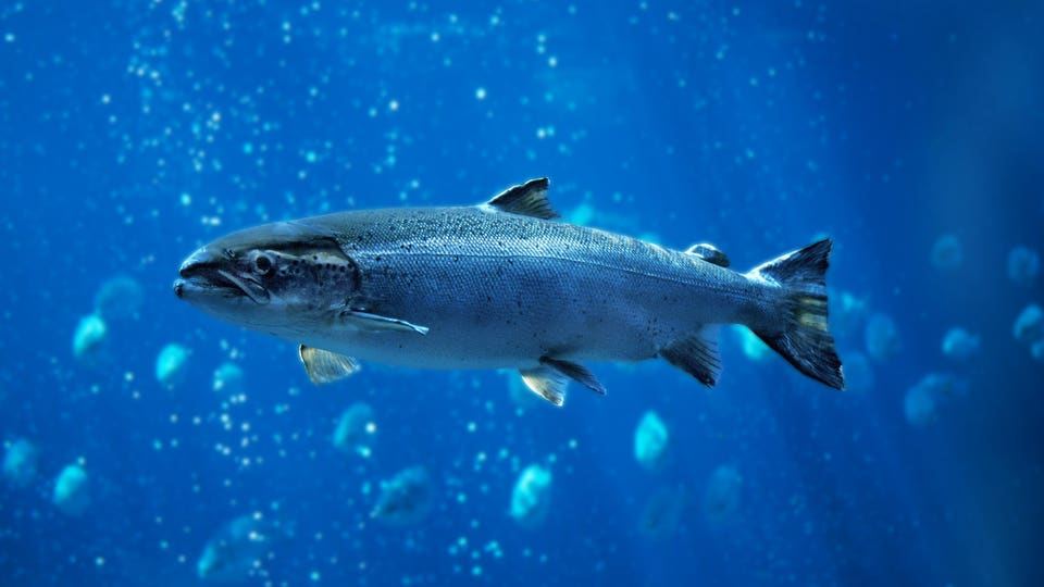 What Happens When You Give Cocaine To Salmon? A Biologist Explains