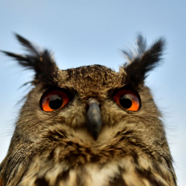 The Evolution of Eyes Began With One