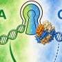 RNA's first letter may shape antiviral alarms, with A outpacing G