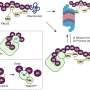 MINDY3: A hub between protein quality control and DNA repair