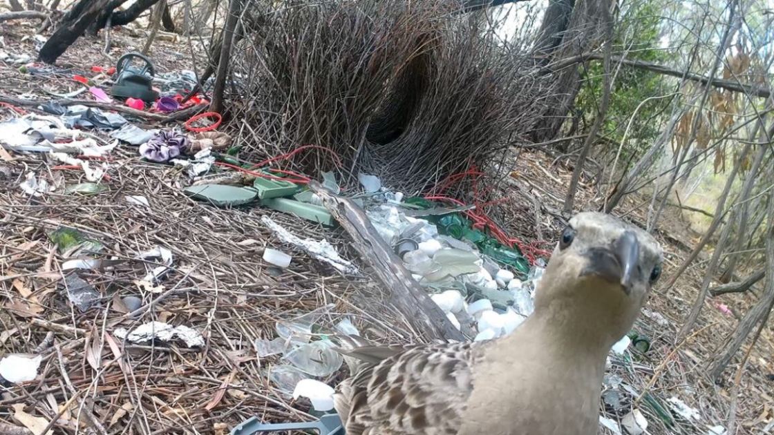 Male bowerbirds hope to dazzle females with bright human-made items