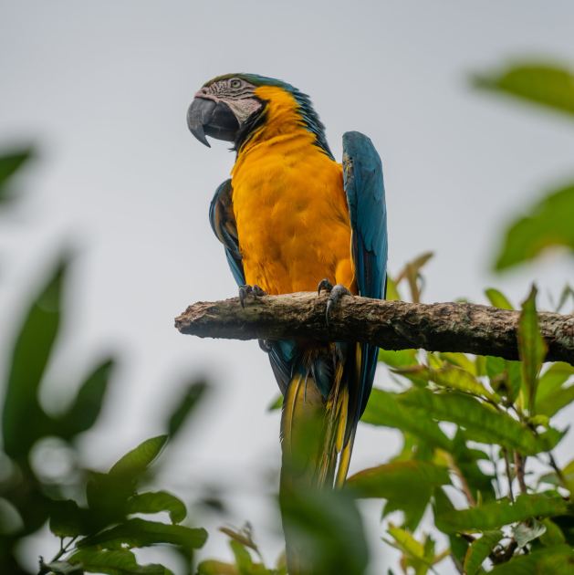 In Ancient Peru, a Parrot Trade That Crossed the Andes